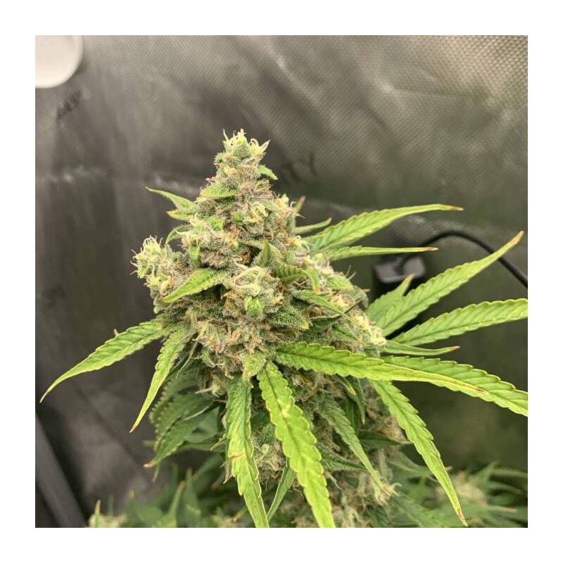 Chunkadelic Auto, Фасовка: 3, изображение 6